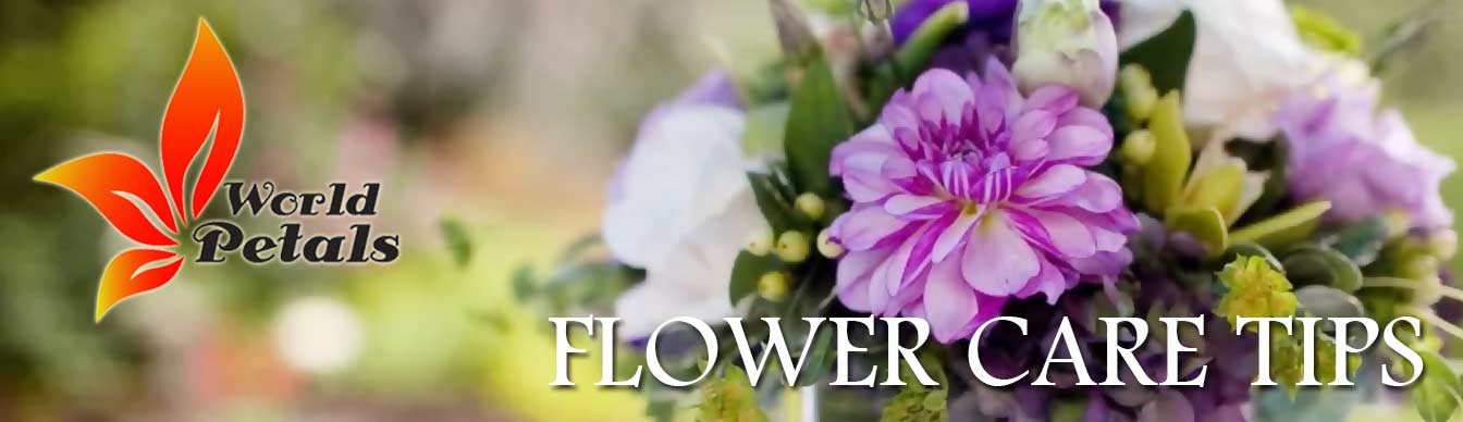 Flower Care Tips