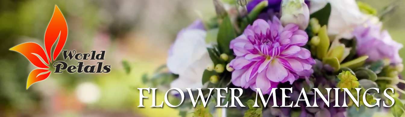 Flower Meanings