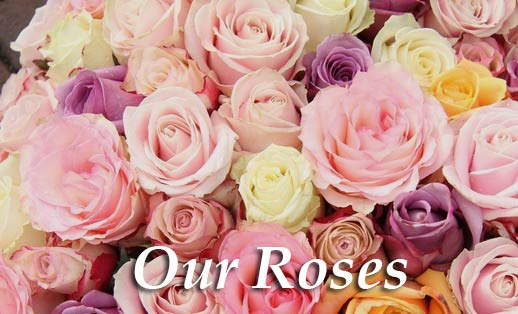 Our Roses