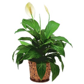 Plant Delight