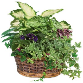 Plentiful Greens