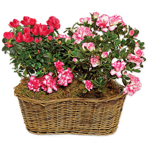 Awesome Azaleas
