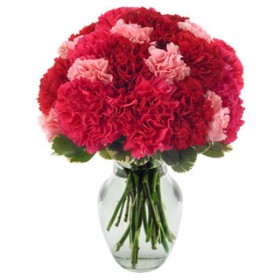 Very Berry Carnations