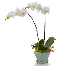 Opulent Orchids - Double