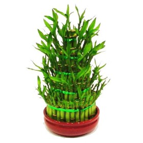 Lucky Bamboo